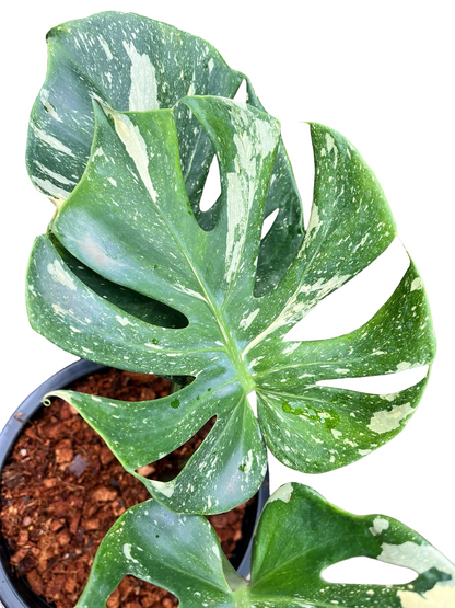 Monstera Thai Constellation Cup Form (Actual Plant)