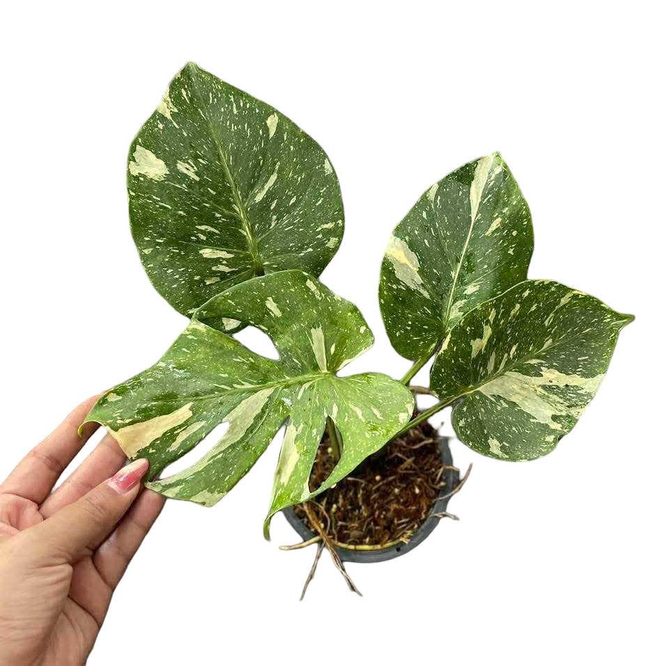 Monstera Thai Constellation Mutation  (Actual Plant)