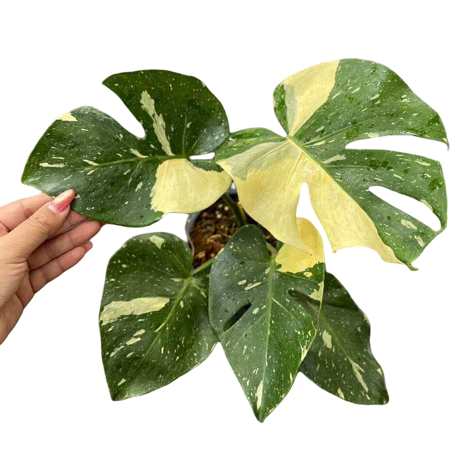 Monstera Thai Constellation Mutation  (Actual Plant)