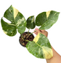 Monstera Thai Constellation Mutation  (Actual Plant)