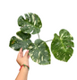 Monstera Thai Constellation Mutation  (Actual Plant)