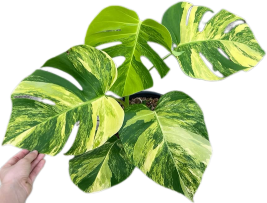 Monstera Aurea Borsigiana Variegated (3-5 Leaves)