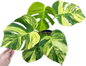 Monstera Aurea Borsigiana Variegated (3-5 Leaves)