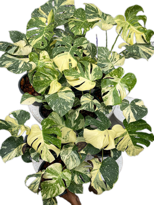 Monstera Thai Constellation (High Variegated ) Set of 10 Plants Wholesale