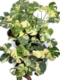 Monstera Thai Constellation (High Variegated ) Set of 10 Plants Wholesale