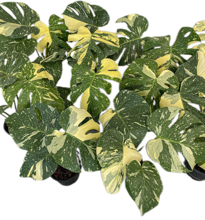 Monstera Thai Constellation (High Variegated ) Set of 10 Plants Wholesale