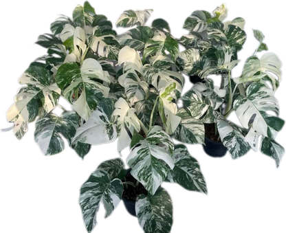Monstera Albo (3-5 leaves)
