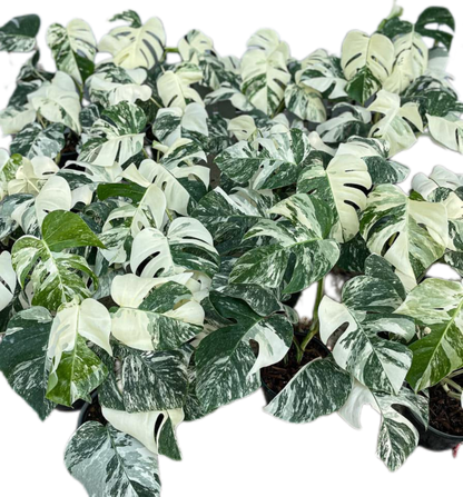 Monstera Albo (3-5 leaves)