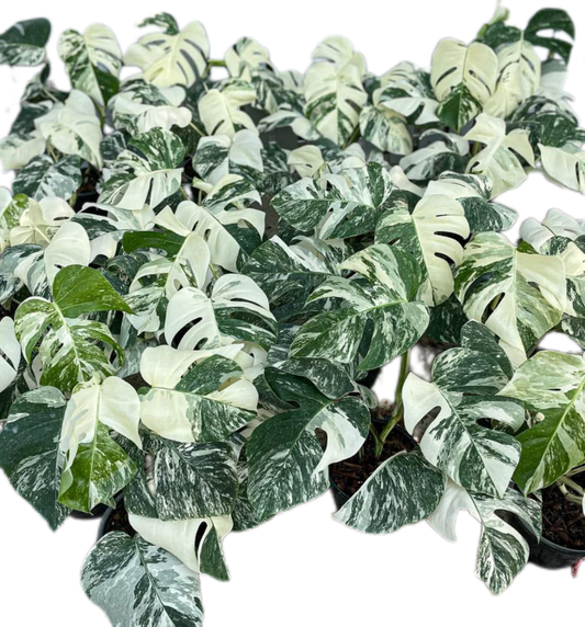 Monstera Albo (3-5 leaves) Set of 10 Plants Wholesale