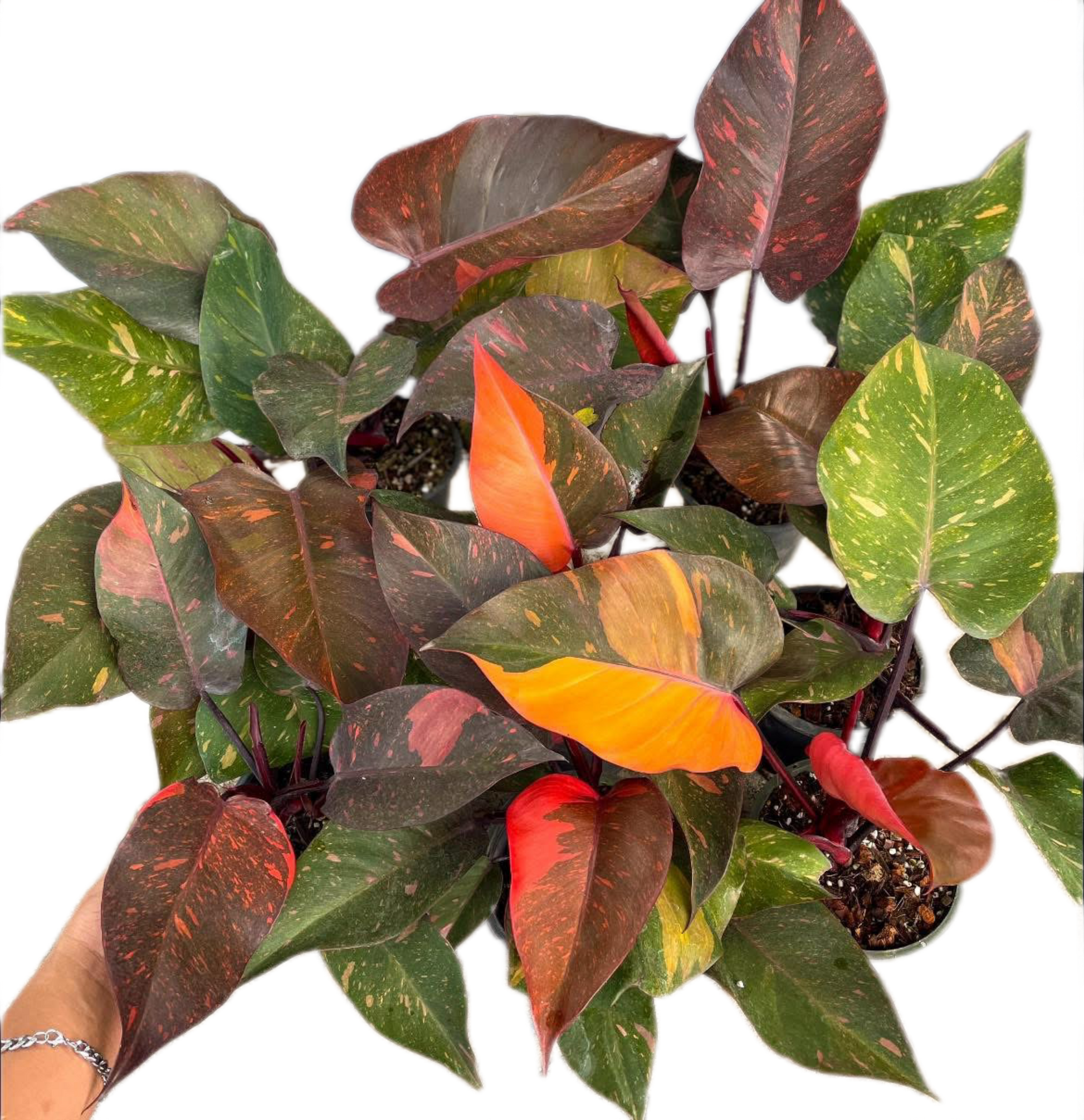 Philodendron Orange Princess Variegated Set of 10 Plants