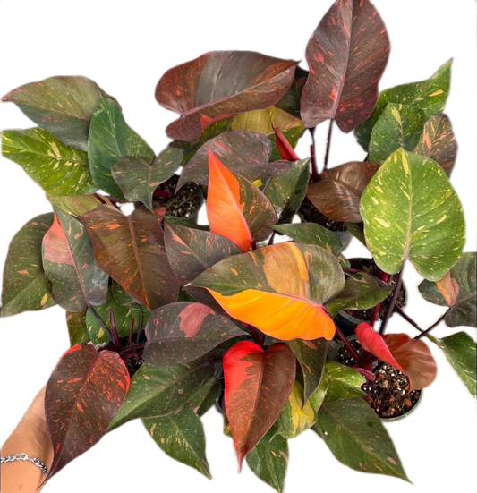 Philodendron Orange Princess Variegated Set of 10 Plants