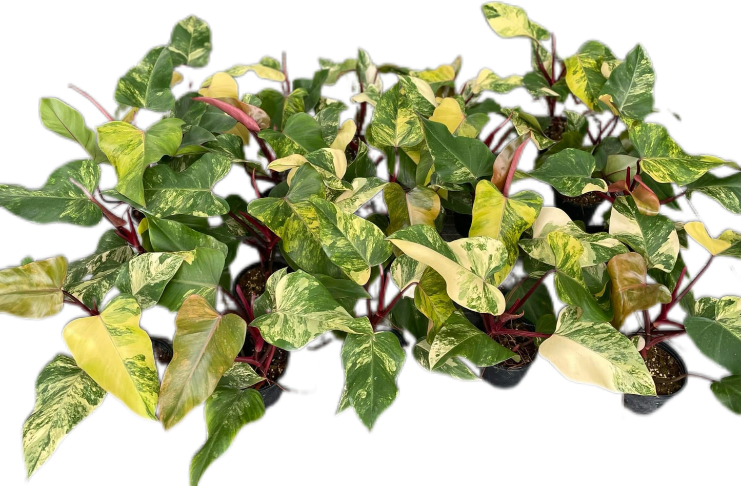 Set of 10 Philodendron Strawberry Shake Plants Wholesale
