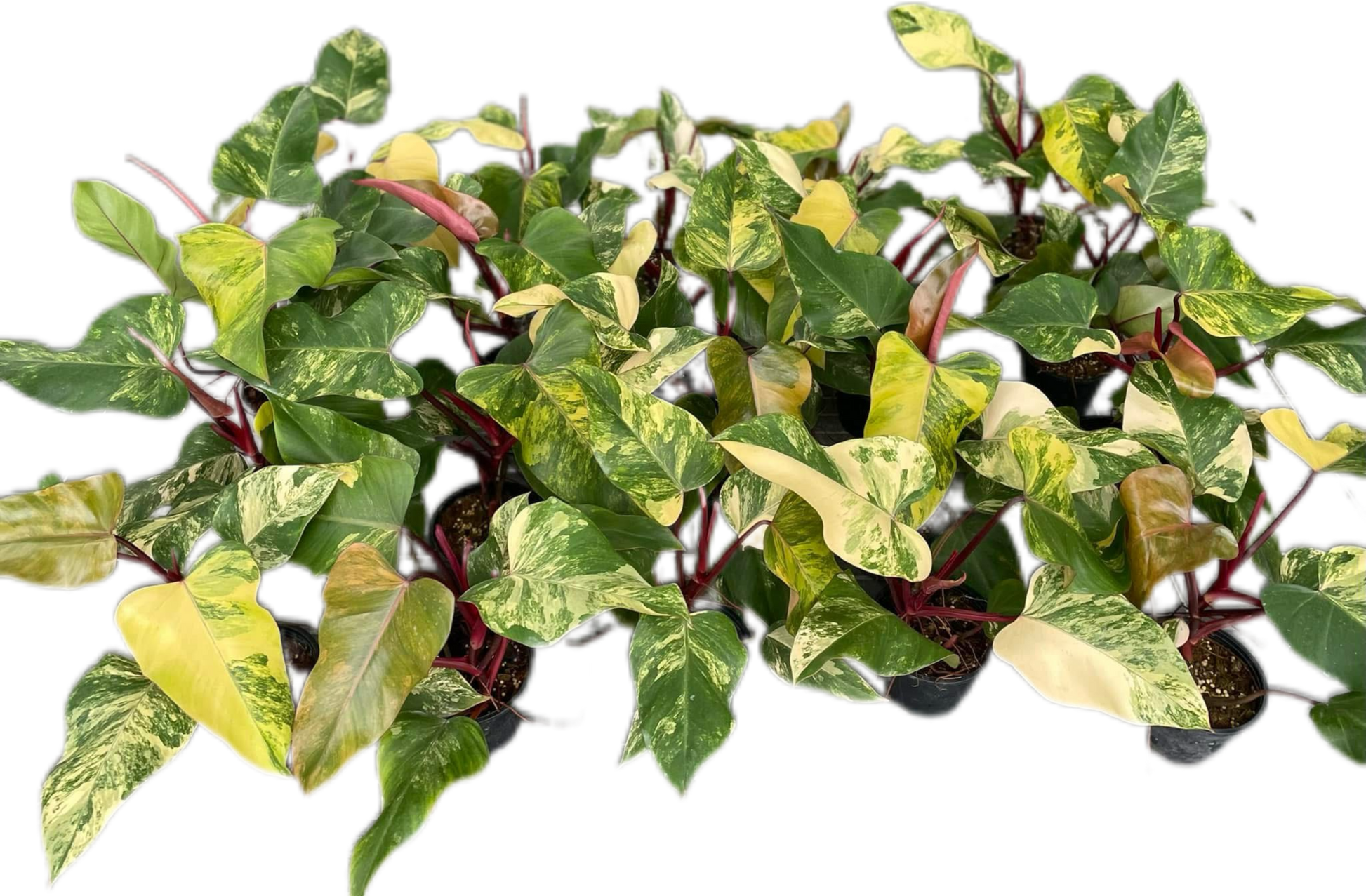 Set of 10 Philodendron Strawberry Shake Plants Wholesale