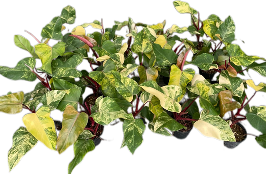 Set of 10 Philodendron Strawberry Shake Plants Wholesale