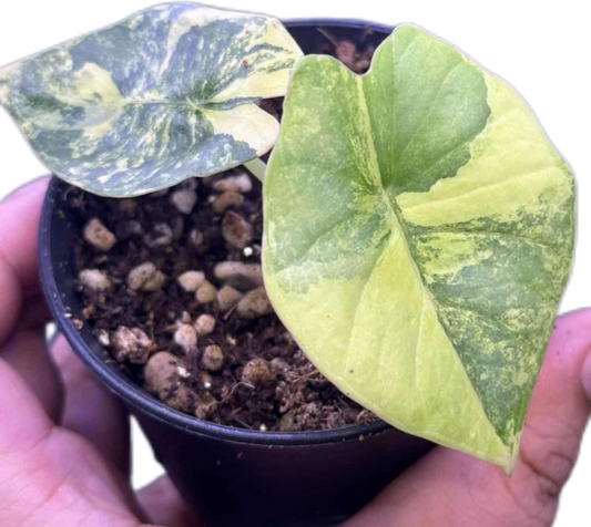 Alocasia Nebula Aurea Variegated