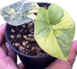 Alocasia Nebula Aurea Variegated