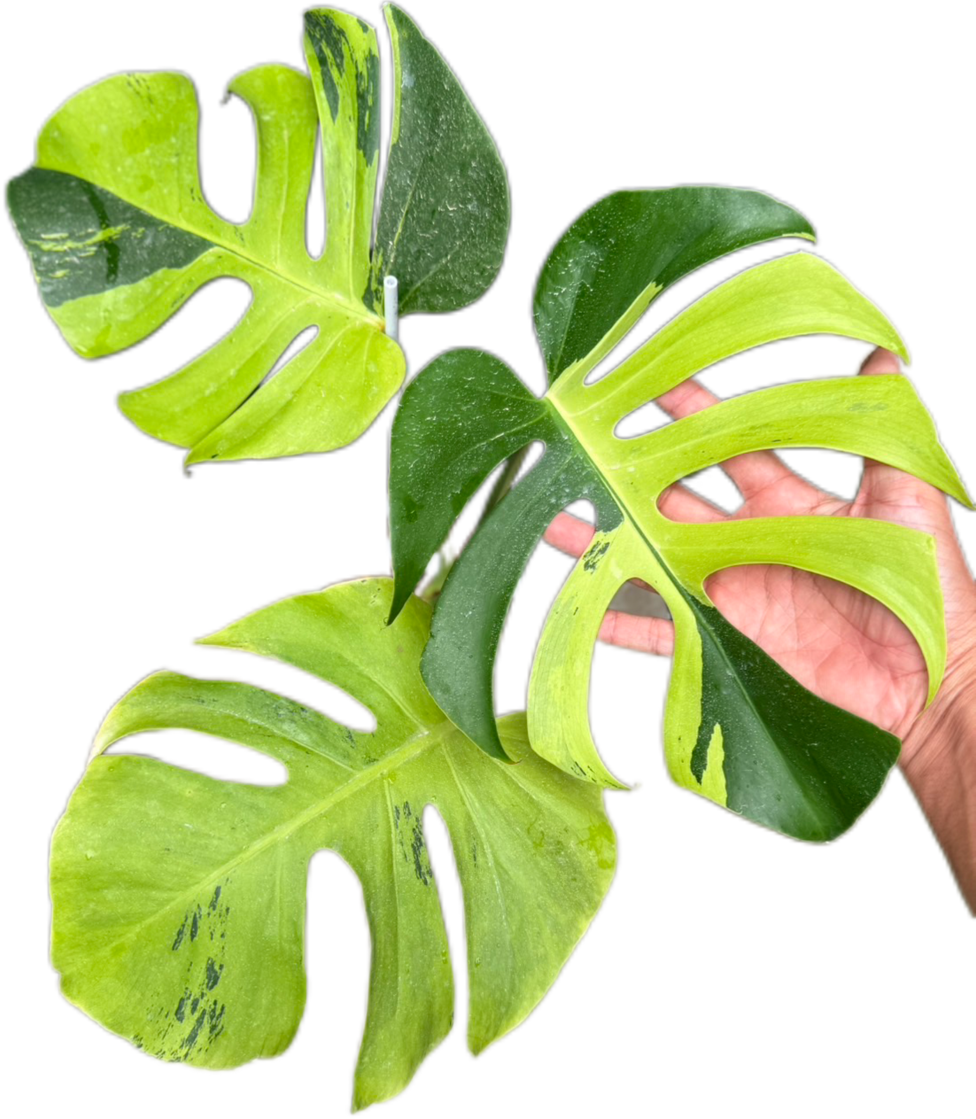 Monstera Deliciosa “Light Lime”