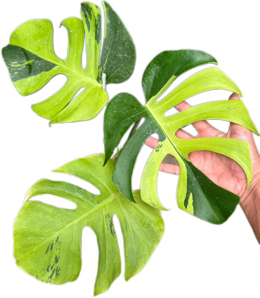 Monstera Deliciosa “Light Lime”