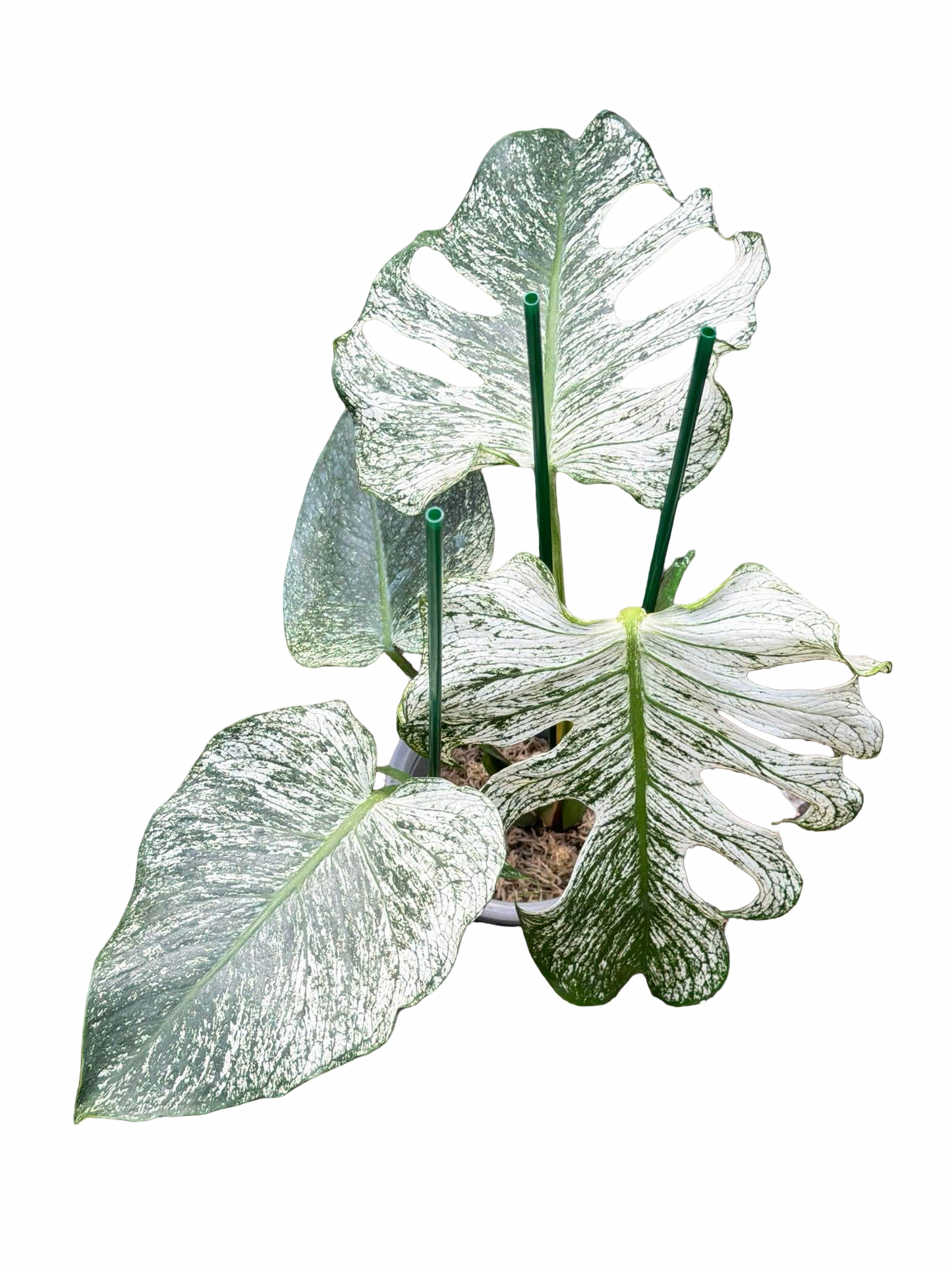 Monstera deliciosa ‘Devil Monster’ — Well-Rooted 4-Leaf Top Cut
