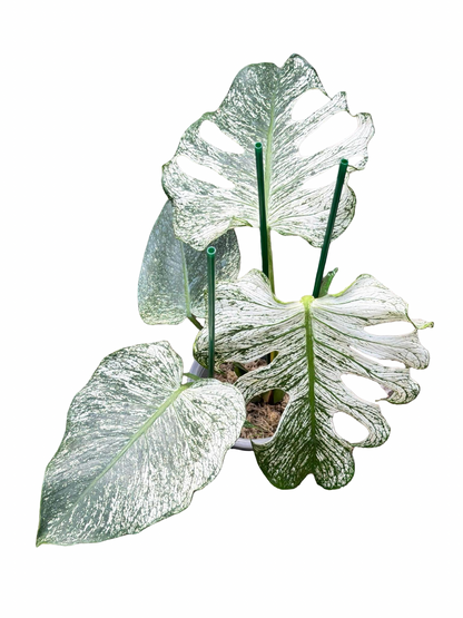 Monstera deliciosa ‘Devil Monster’ — Well-Rooted 4-Leaf Top Cut