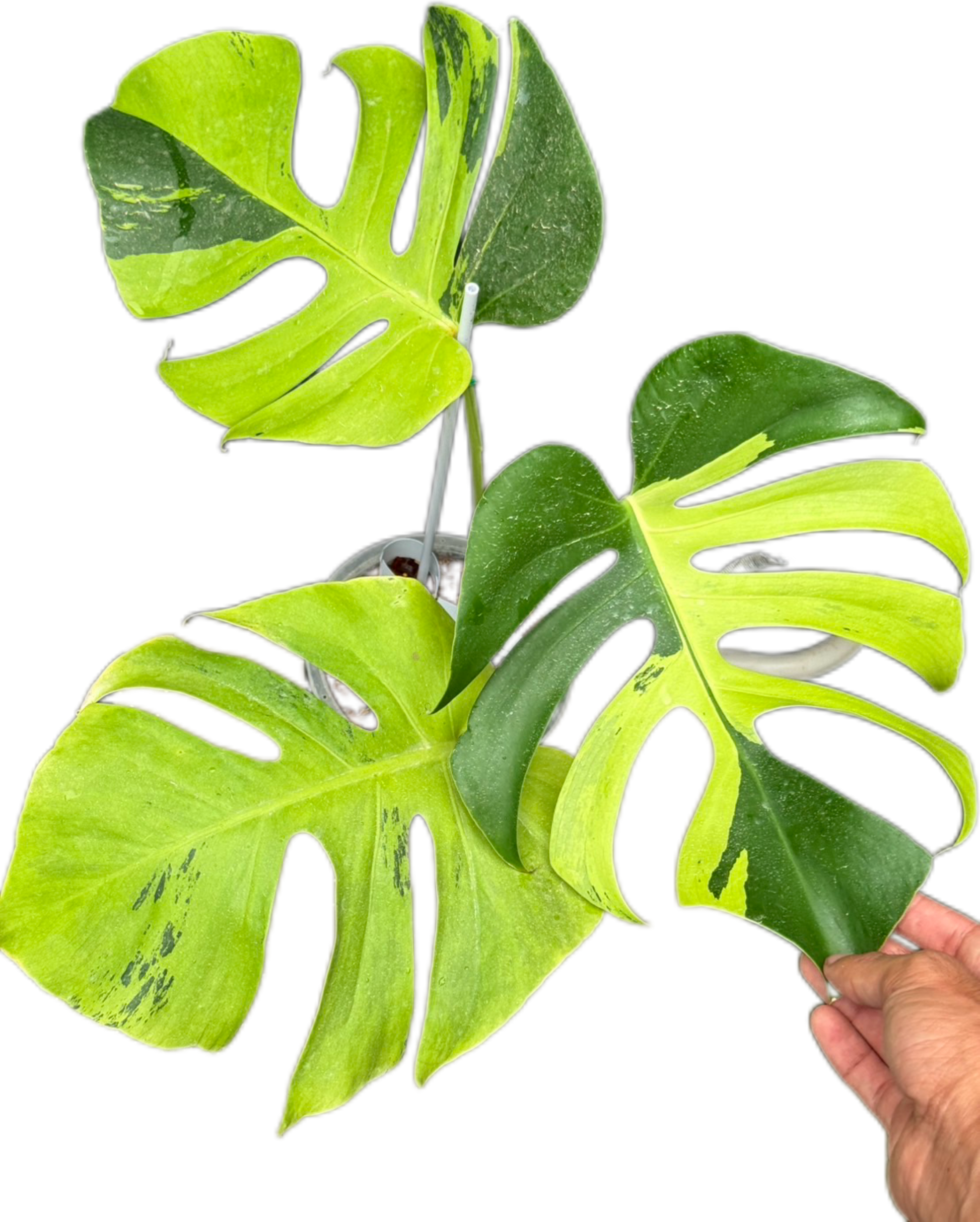 Monstera Deliciosa “Light Lime”