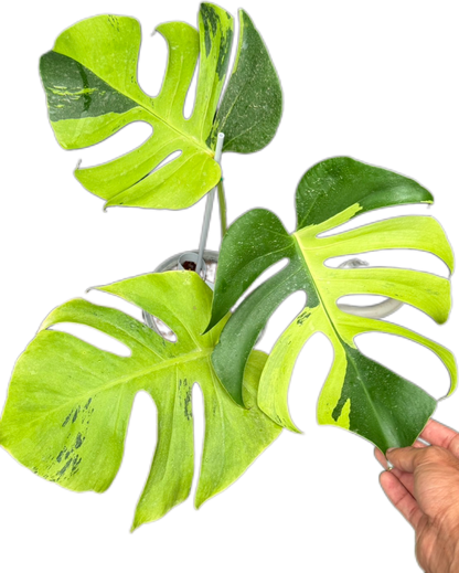 Monstera Deliciosa “Light Lime”
