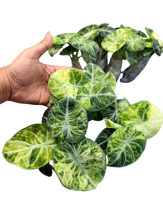 Alocasia “Ninja Tricolor” – Wholesale Set of 3 Plants