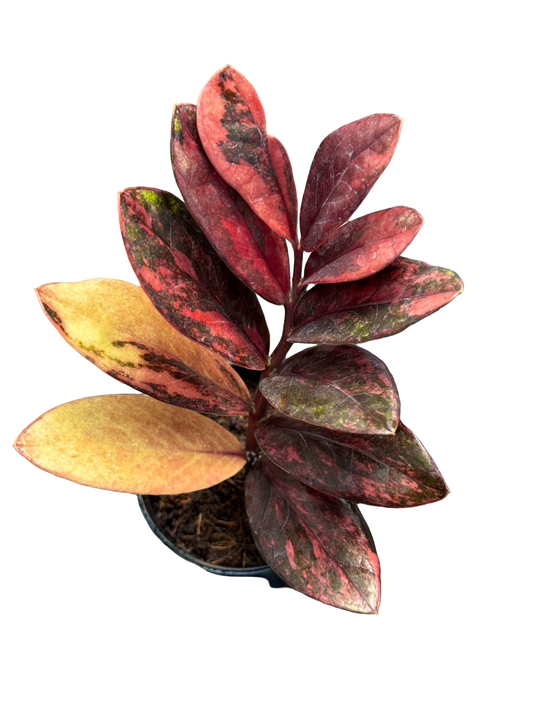 Zamioculcas Zamiifolia ‘Red Wine’ – Rare Red-Black Foliage ZZ Plant