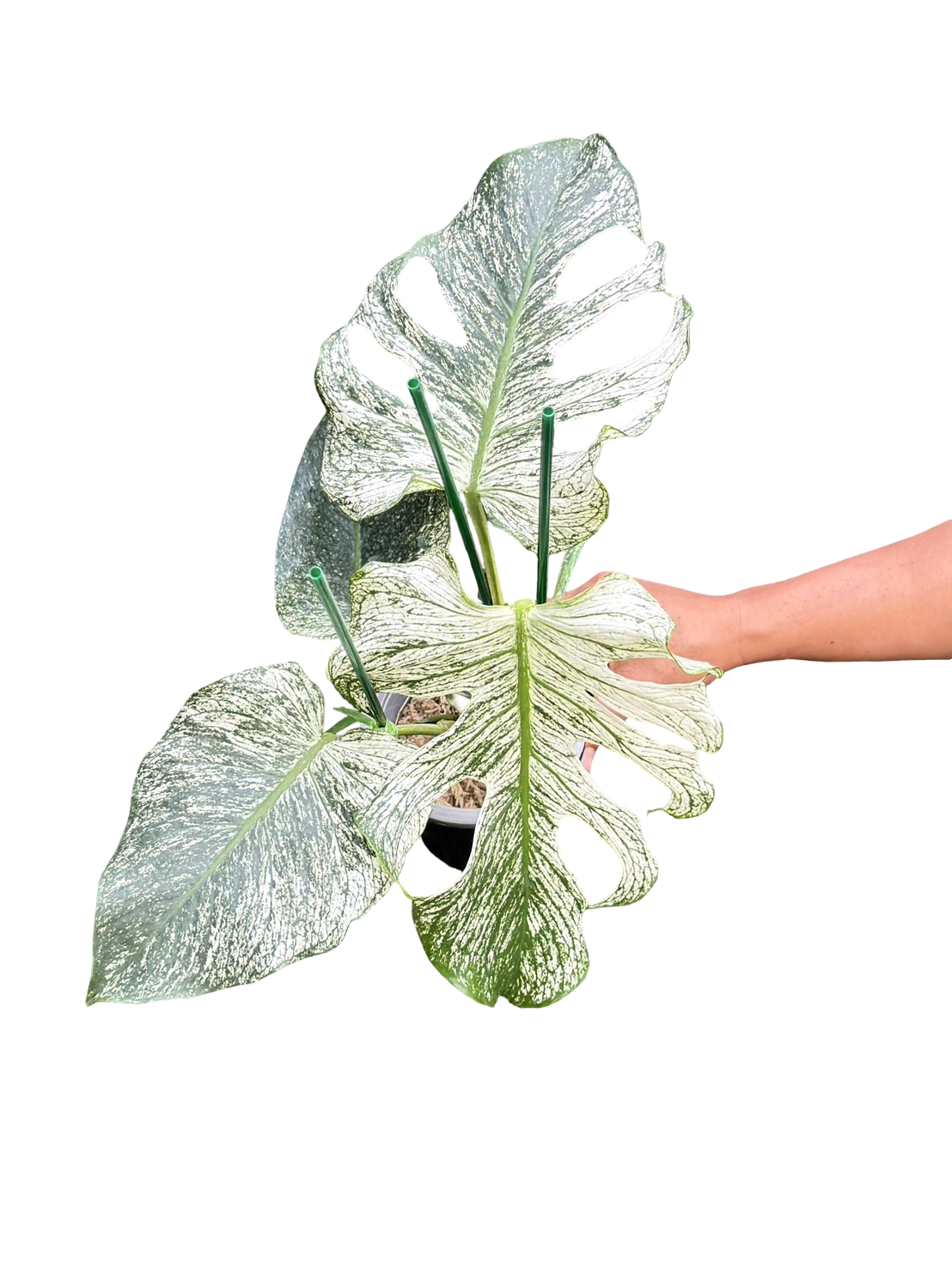 Monstera deliciosa ‘Devil Monster’ — Well-Rooted 4-Leaf Top Cut