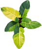 Philodendron Jungle Fever Variegated – Wholesale Set of 5 Plants