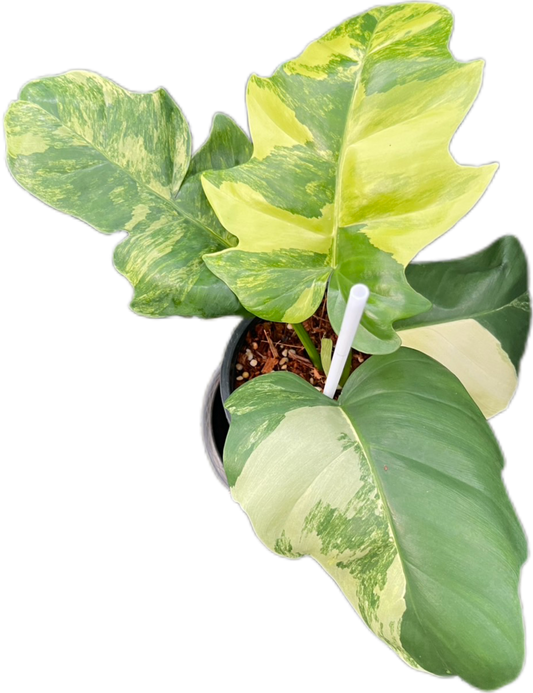 Philodendron Distantilobum Variegated