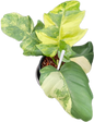 Philodendron Distantilobum Variegated