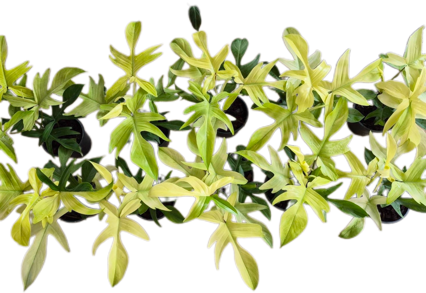 Philodendron “Florida Ghost” Variegated – Wholesale Set of 10 Plants