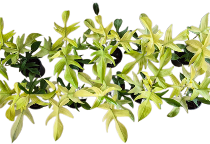 Philodendron “Florida Ghost” Variegated – Wholesale Set of 10 Plants