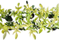 Philodendron “Florida Ghost” Variegated – Wholesale Set of 10 Plants