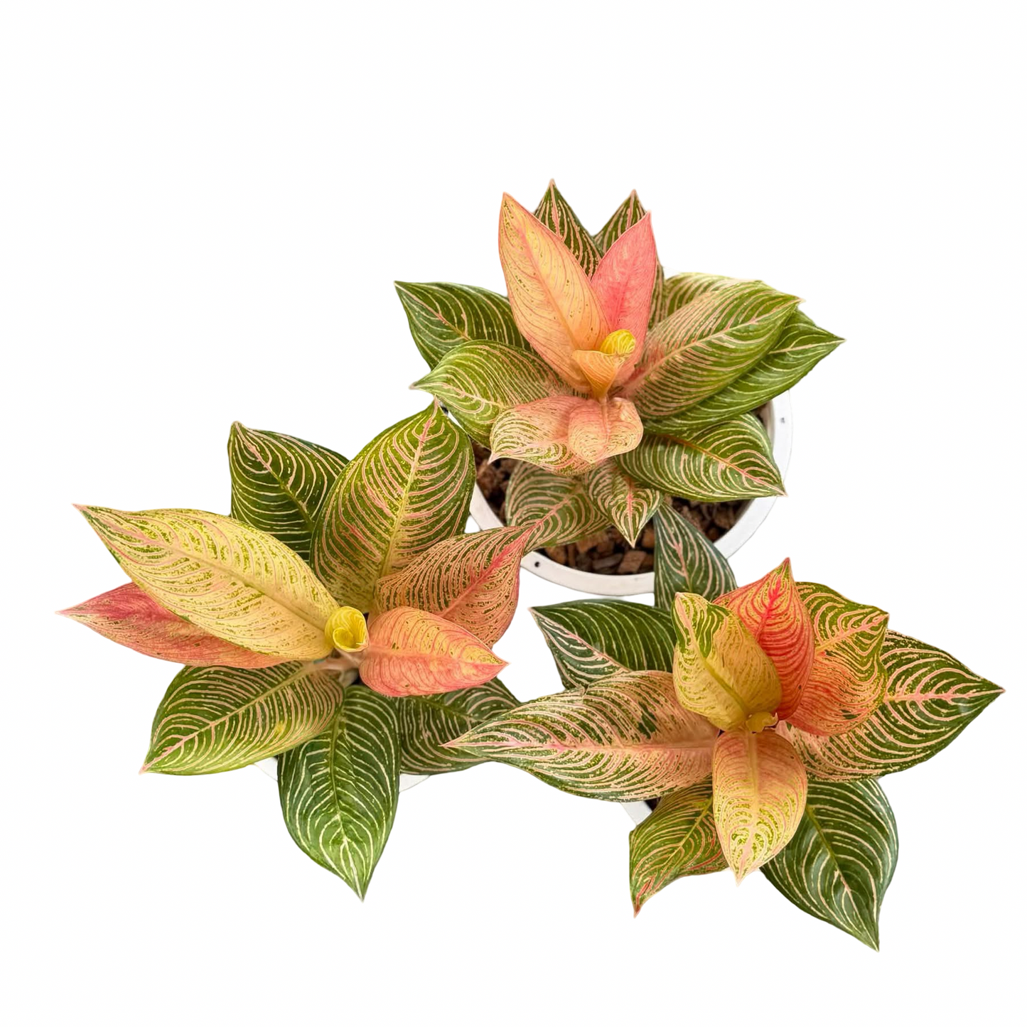 Aglaonema “Golden Hope”
