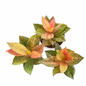 Aglaonema “Golden Hope”
