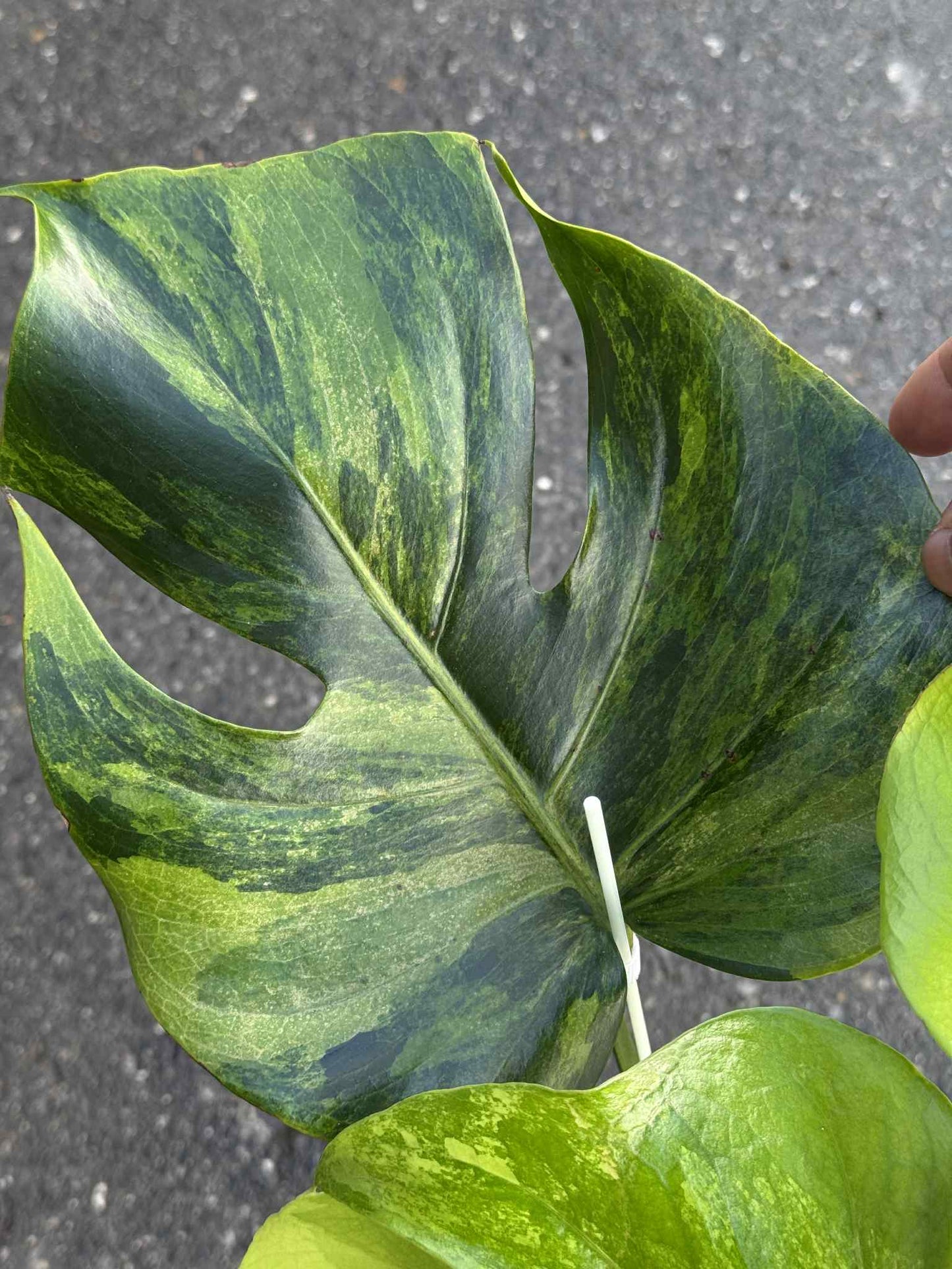 Monstera deliciosa NOID – Rare Unique Form (Actual Plant)
