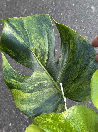 Monstera deliciosa NOID – Rare Unique Form (Actual Plant)