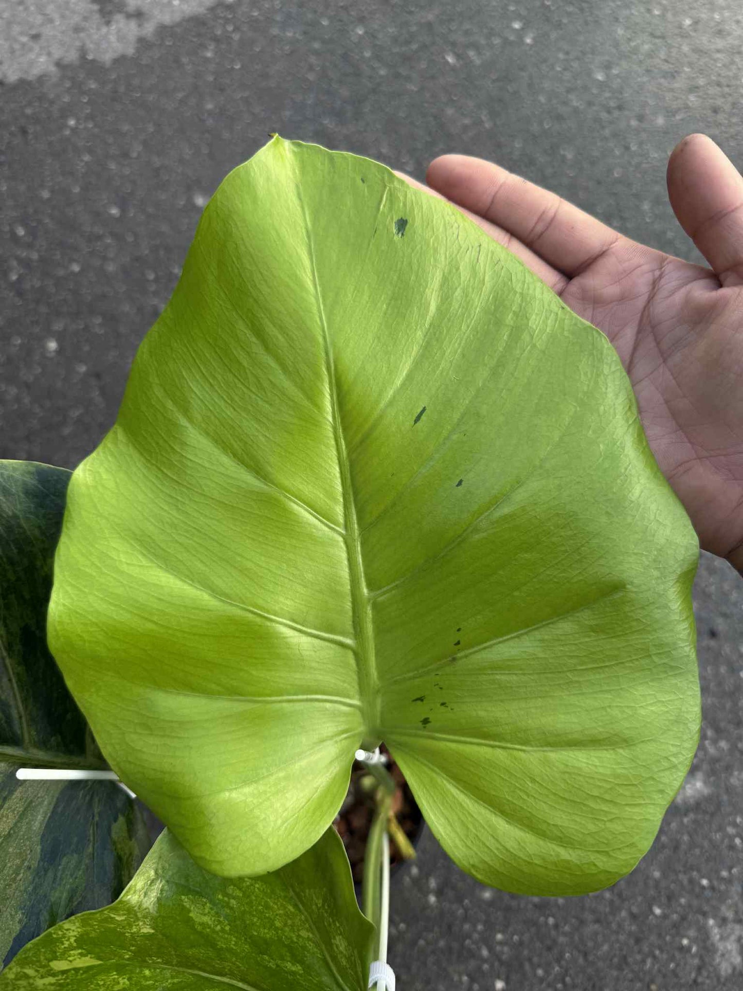 Monstera deliciosa NOID – Rare Unique Form (Actual Plant)