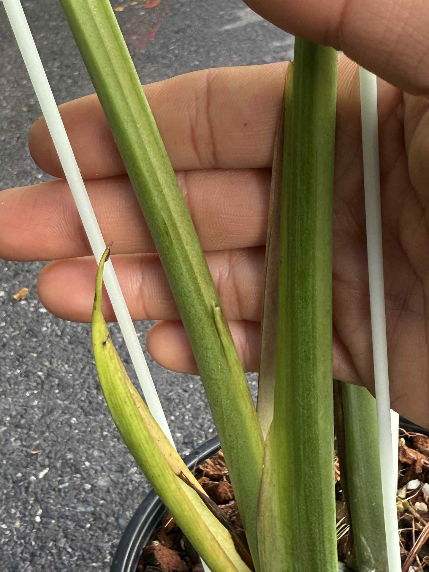 Monstera deliciosa NOID – Rare Unique Form (Actual Plant)