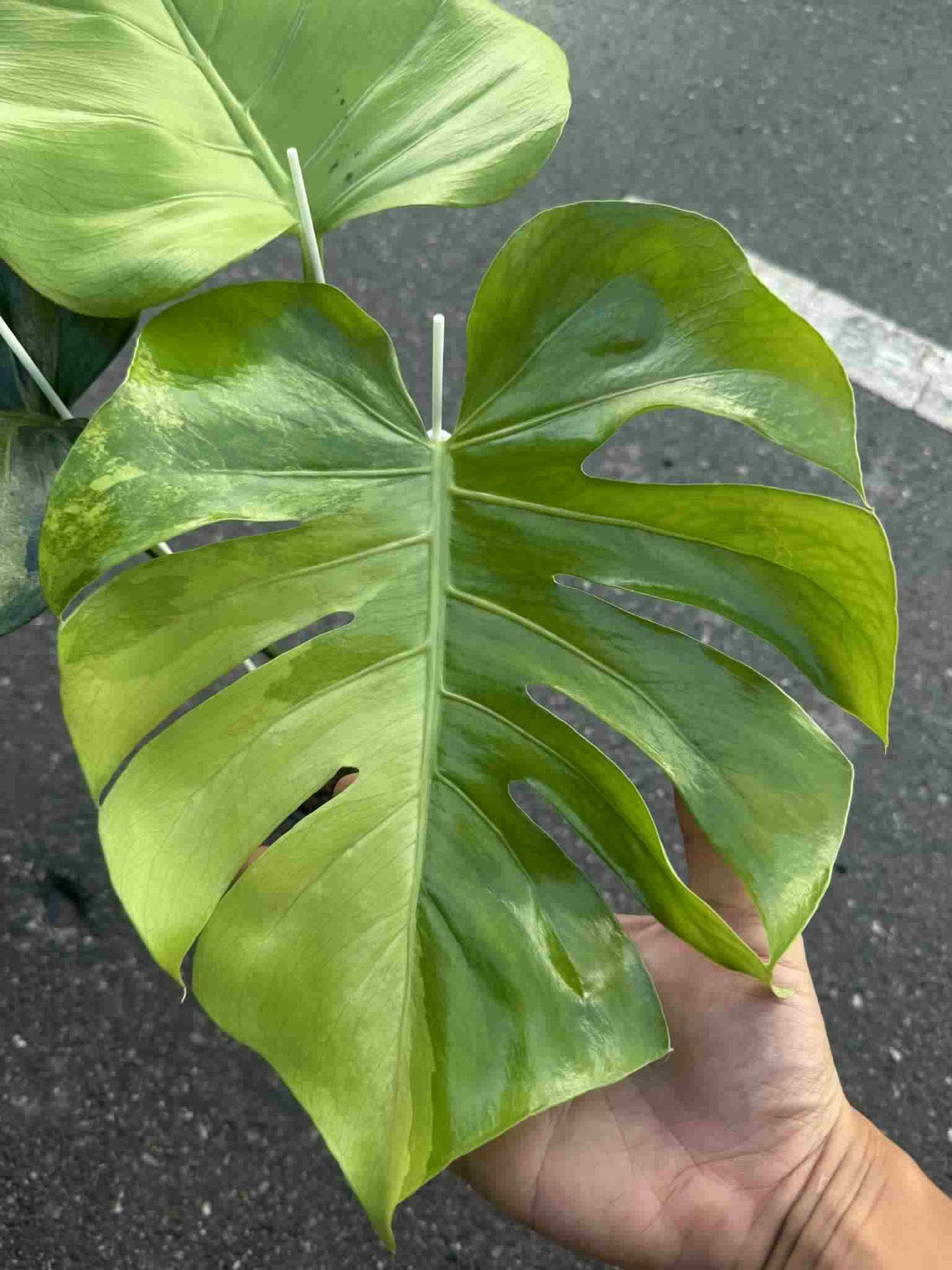 Monstera deliciosa NOID – Rare Unique Form (Actual Plant)