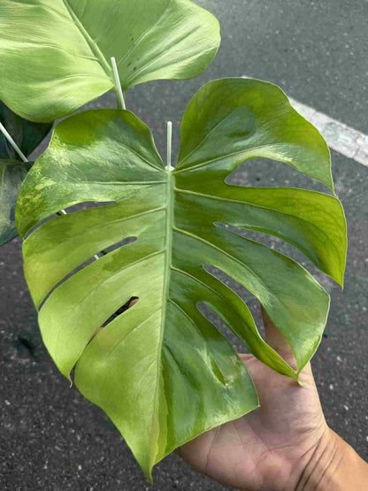 Monstera deliciosa NOID – Rare Unique Form (Actual Plant)