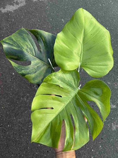 Monstera deliciosa NOID – Rare Unique Form (Actual Plant)