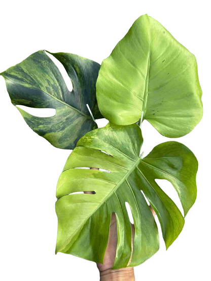 Monstera deliciosa NOID – Rare Unique Form (Actual Plant)