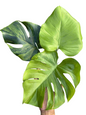 Monstera deliciosa NOID – Rare Unique Form (Actual Plant)