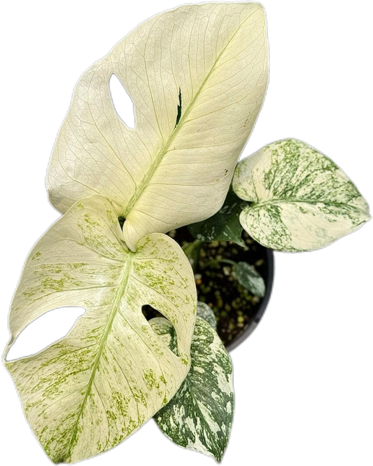 Monstera Deliciosa “Silver Star”