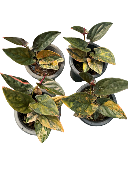 Syngonium Red Arrow Variegated