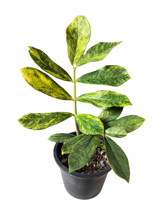 Zamioculcas “Emperor Ancient” Variegated
(Rare Imperial ZZ Plant)
