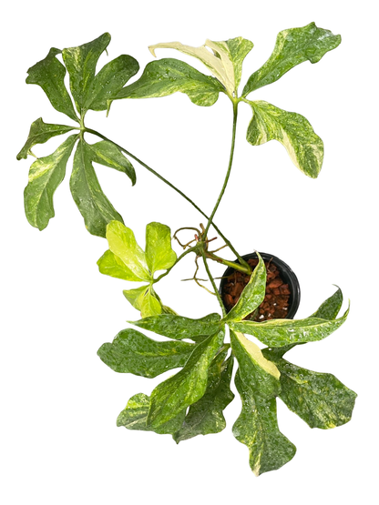 Anthurium clavigerum Variegated